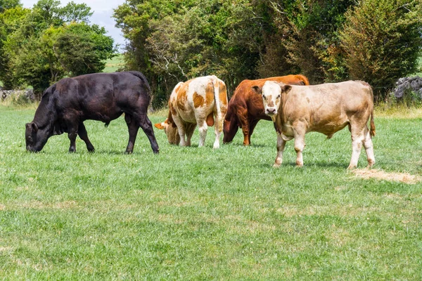 아일랜드의 농장에서는 — 스톡 사진