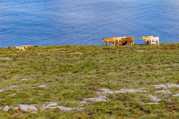 Vacas Una Granja Con Bahía Galway Fondo Fanore Clare Irlanda — Foto de Stock
