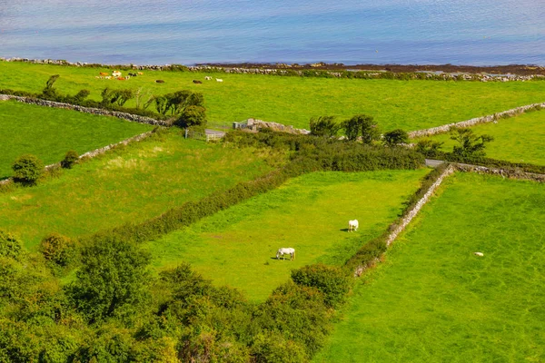 牛とバレンの馬の農場はゴールウェイ湾 キラーニー クレア アイルランドの方法トレイルします — ストック写真