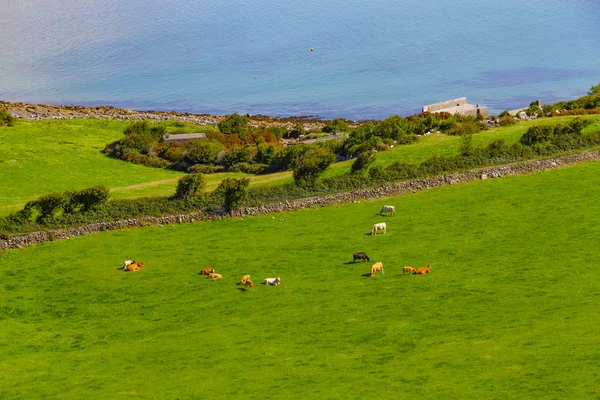 Granjas Con Vacas Caballos Burren Camino Camino Con Bahía Galway —  Fotos de Stock