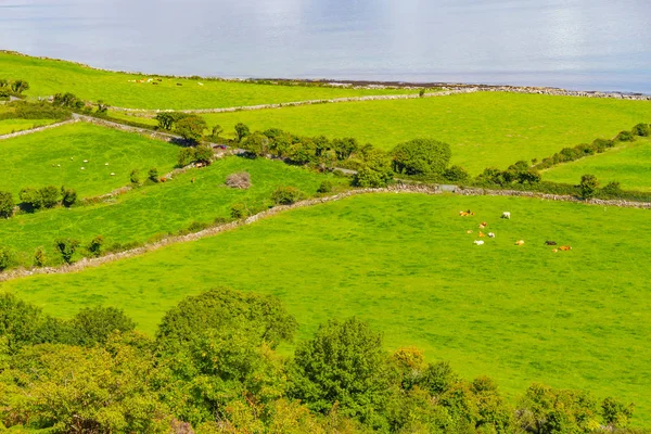 Granjas Con Vacas Caballos Burren Camino Camino Con Bahía Galway —  Fotos de Stock