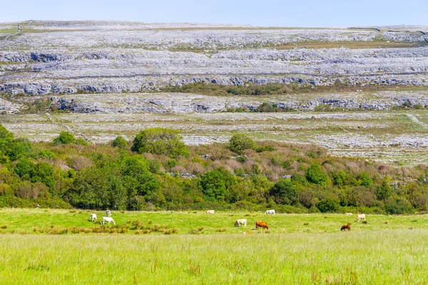 Ferme Avec Vaches Montagne Rocheuse Dans Burren Chemin Sentier Ballyvaughan — Photo