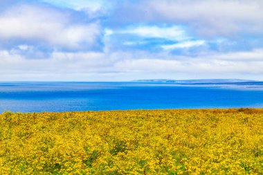 Moher Cliffs, Doolin, Clare, İrlanda üzerinden bir çiftlik tarlada sarı çiçekler