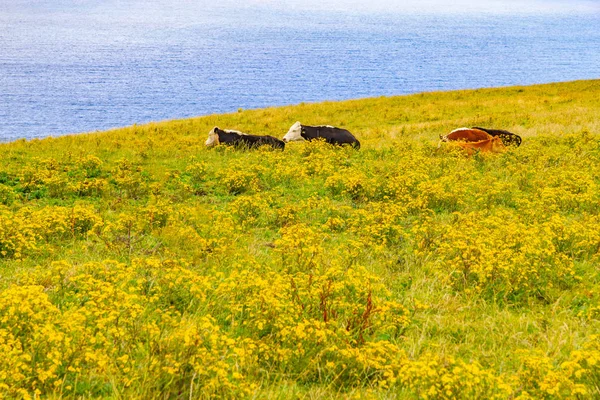 Kühe Einem Bauernhof Feild Über Klippen Von Moher Doolin Clare — Stockfoto