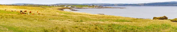 Mucche Prato Agricolo Con Liscannor Sullo Sfondo Clare Irlanda — Foto Stock