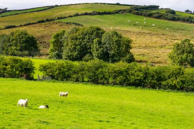 Koyun ve inek sürüleri Greenway rota grubu alanına Castlebar üzerinden Westport, İrlanda