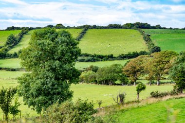 Koyun sürüden Greenway rota grubu alanına Castlebar Westport, İrlanda