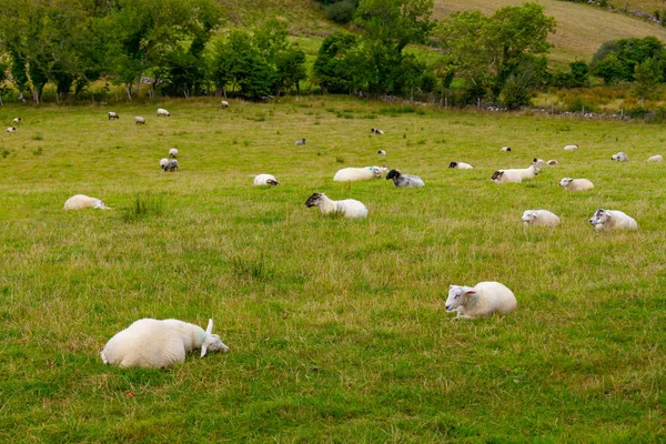 Sheep Herd Resting Farm Great Western Greenway Trail Ireland — Stock Photo, Image