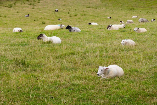 Schafherde Die Einem Bauernhof Ruht Großer Westlicher Grünweg Irland — Stockfoto