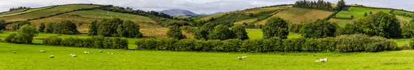 Panorama Uma Manada Ovinos Num Campo Agrícola Greenway Entre Castlebar — Fotografia de Stock