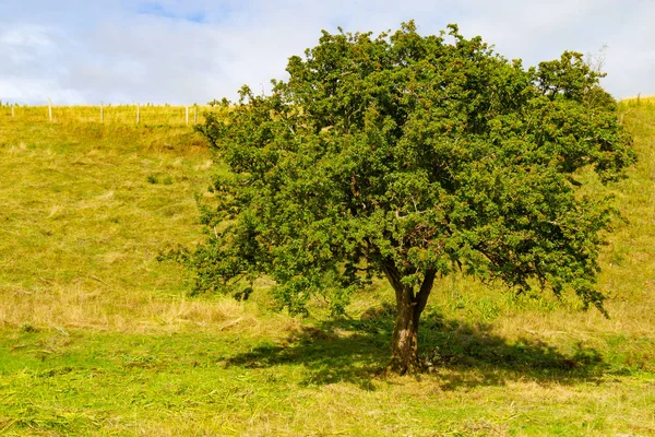 Tree Shadows Farm Field Greenway Route Castlebar Westport Ireland — Stock Photo, Image