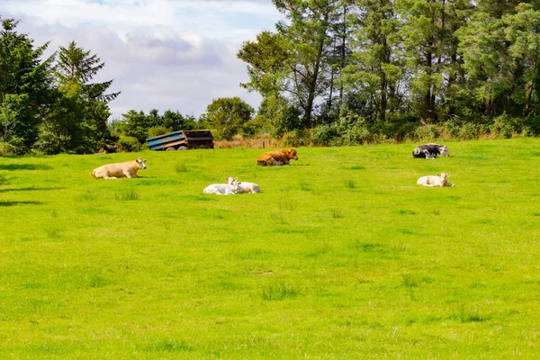 从卡斯特巴尔到爱尔兰西港的绿道农场地里的牛群 — 图库照片