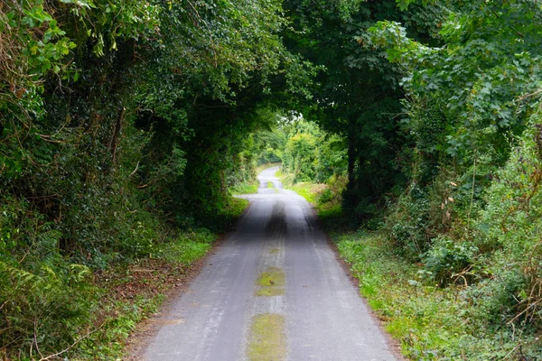 Túnel Verde Rota Greenway Castlebar Para Westport Irlanda — Fotografia de Stock