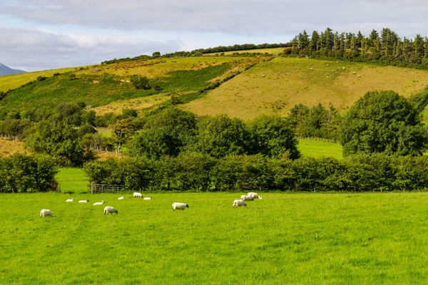 Schafherde Auf Einem Feld Grünen Auf Dem Weg Von Castlebar — Stockfoto
