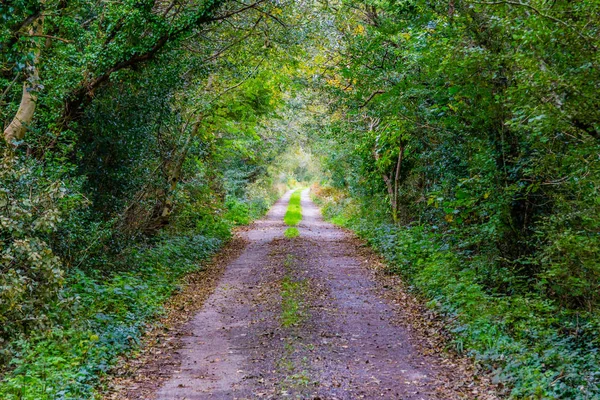 Carretera Con Túnel Verde Bosque Oughterard Irlanda —  Fotos de Stock