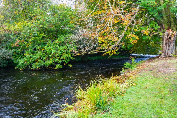 Arbres Réflexion Owenriff River Oughterard Irlande — Photo