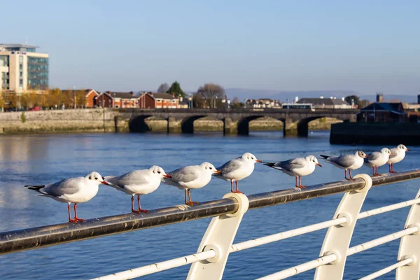 Sirály Csoport Pihen Shannon Folyóra Limerick Írország — Stock Fotó