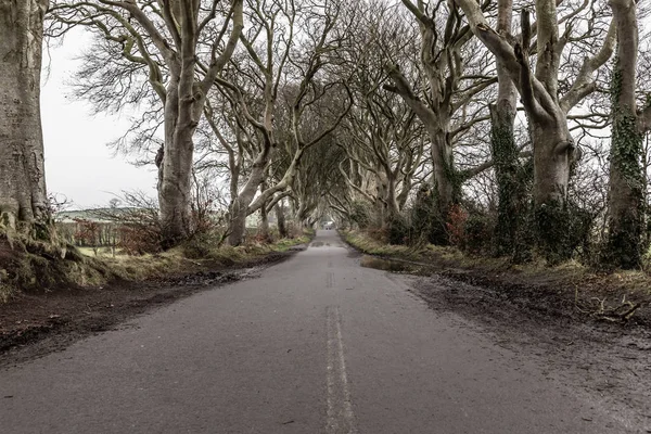 stock image Dark hedges road and farm field, Ballymoney, Northern Ireland, UK