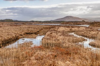 Arka planda dağlar ile conemara köpekleri