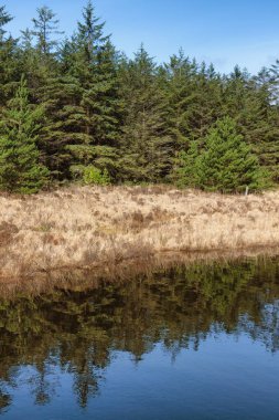 Orman ve bitki örtüsü Lough Corrib Batı yol izini