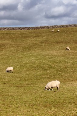 Lough Corrib Batı yol izini bir çiftlik alanında Sheeps