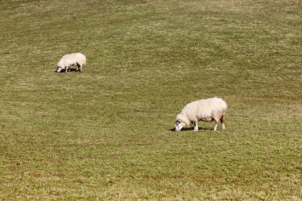 Moutons dans un champ de ferme au sentier Western way dans le corridor Lough — Photo