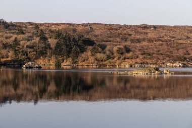 Clifden Bay çevresinde bitki örtüsü