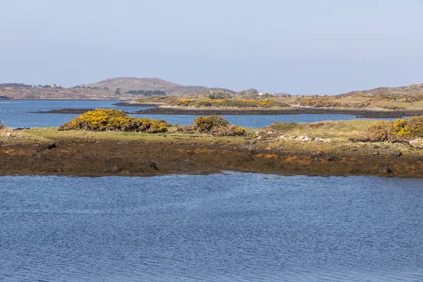 Bloemen en vegetatie rond Bay — Stockfoto