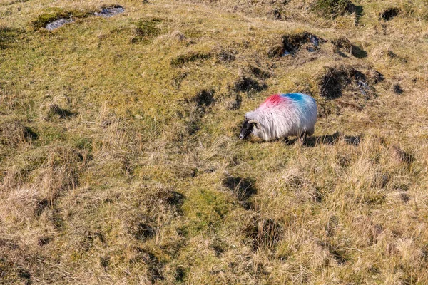 Ovejas en una granja con lago en el fondo — Foto de Stock