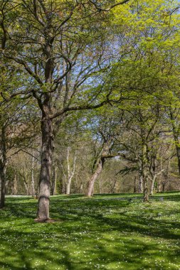 Ağaçlar ile çim ve beyaz çiçekler