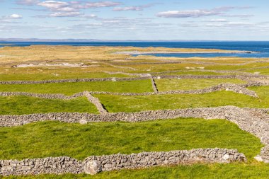 Arka planda taş duvarlar ve Galway körfezi ile çiftlik alanları