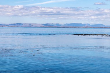 Inishmore arka plana koloni plaj ve Galway Körfezi Seal