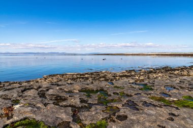 Inishmore arka plana koloni plaj ve Galway Körfezi Seal