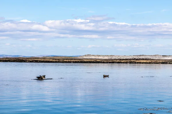 Seal Colony Beach en Galway Bay op de achtergrond in Inishmore — Stockfoto