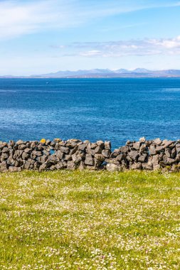 Arka planda taş duvar ve Galway Körfezi ile çiçekli çiftlik alanı