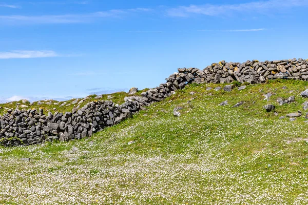 Campo de granja con flores y pared de piedra en Inishmore —  Fotos de Stock