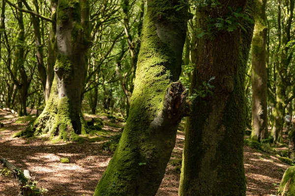 Деревья и тени в Барненском лесу — стоковое фото