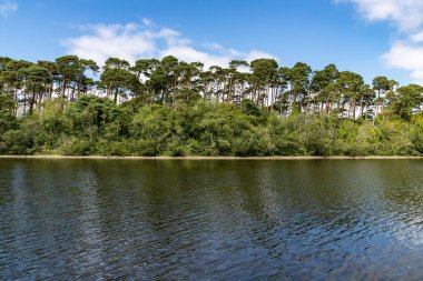 Inchagoill Adası'nda plaj ve orman 