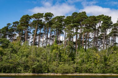 Inchagoill Adası'nda plaj ve orman 