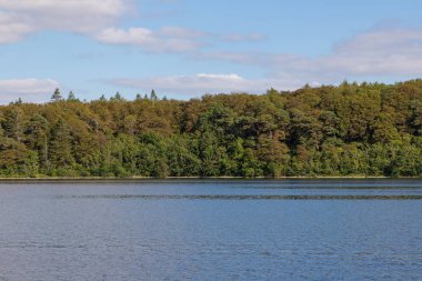 Lough Corrib gölü çevresindeki orman