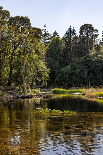 Flod och skog med reflexioner — Stockfoto