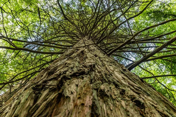 Δέντρο στο δάσος Κονγκ — Φωτογραφία Αρχείου