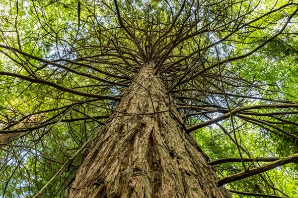 Δέντρο στο δάσος Κονγκ — Φωτογραφία Αρχείου