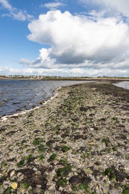 Hare Adası ve Ballyloughane Plajı arasındaki alçak gelgit yolu