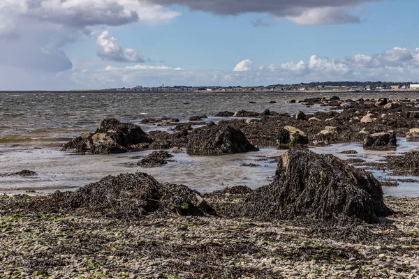 Wodorosty, piasek i skały w Ballyloughane Beach — Zdjęcie stockowe
