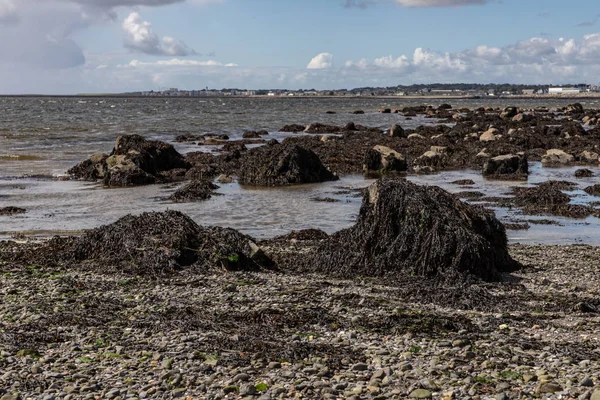 Mořské řasy, písek a skály na pláži Ballyloughane — Stock fotografie