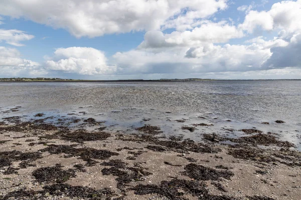 Algas, areia e rochas em Ballyloughane Beach — Fotografia de Stock