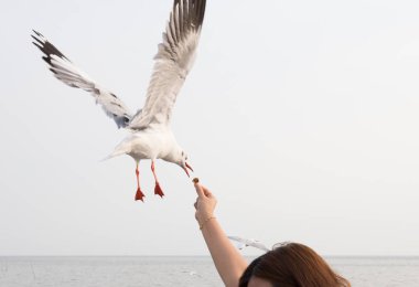 El kadın turist, Bangpu, Samutprakan Eyaleti, Tayland yemek yemeye uçan martı