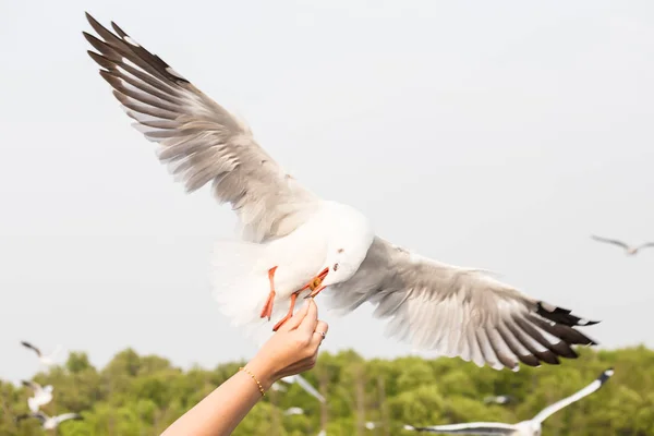 Möwe Fliegt Essen Von Hand Frau Touristin Essen Bangpu Samutprakan — Stockfoto