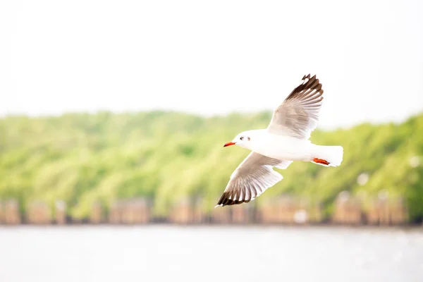 Möwen Fliegen Meer — Stockfoto